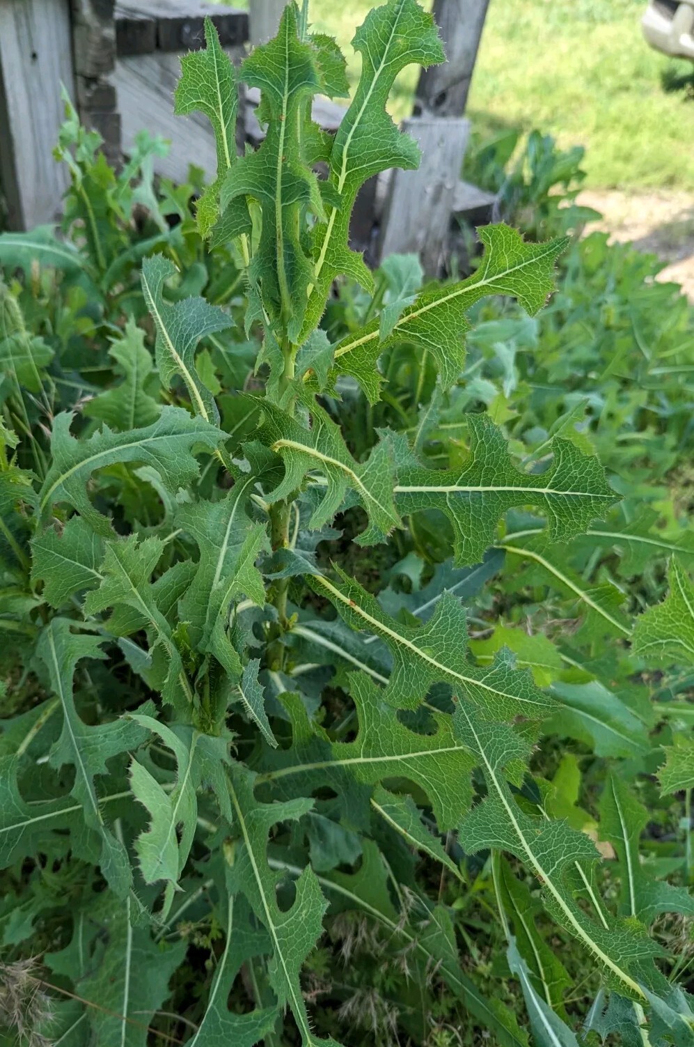 Wild Lettuce SEEDS (Lactuca Serriola)