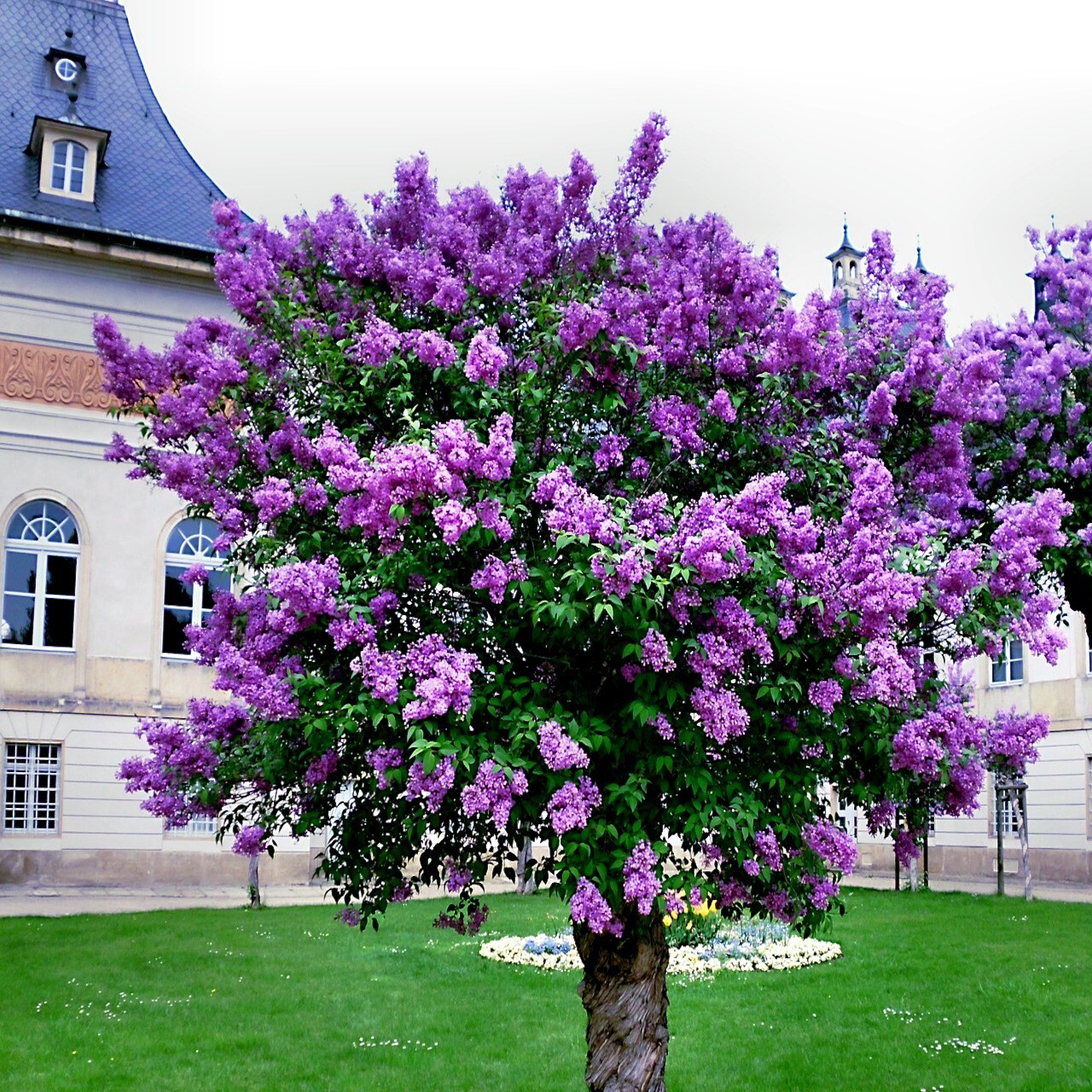 20 Common Lilac Purple Flower Tree Seeds Fragrant Hardy Perennial Garden Plant