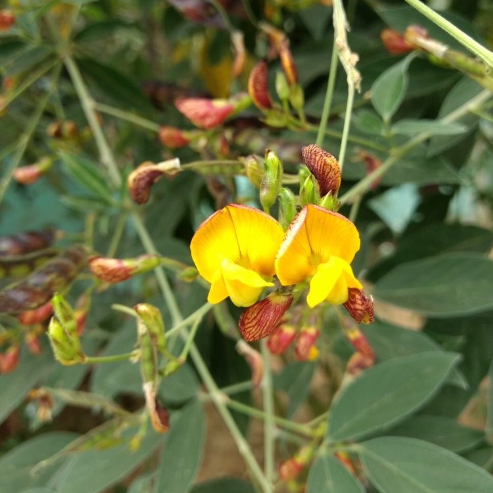 Pigeon Peas plants 30+ seeds Cajanus cajan, Gandules seeds.