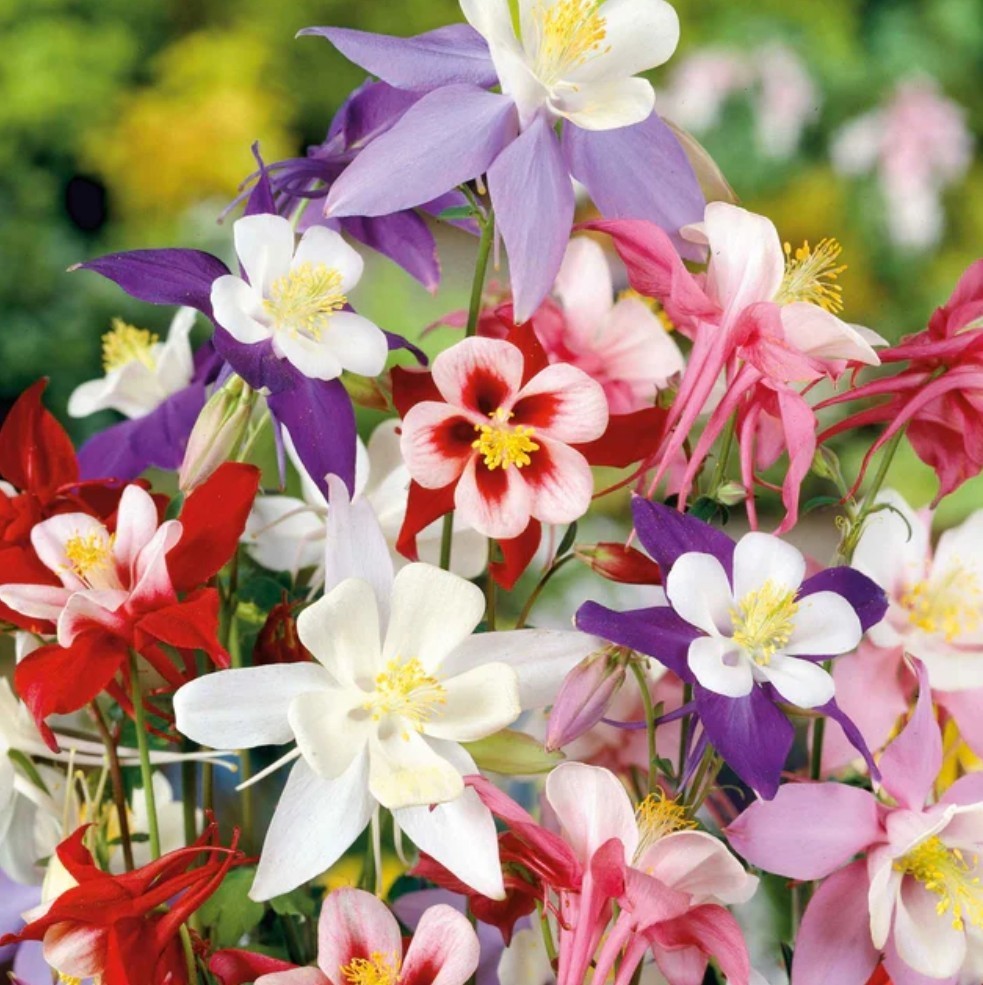 150+ McKana Columbine Mix Seeds **Fresh Seeds** ~~Free Shipping~~