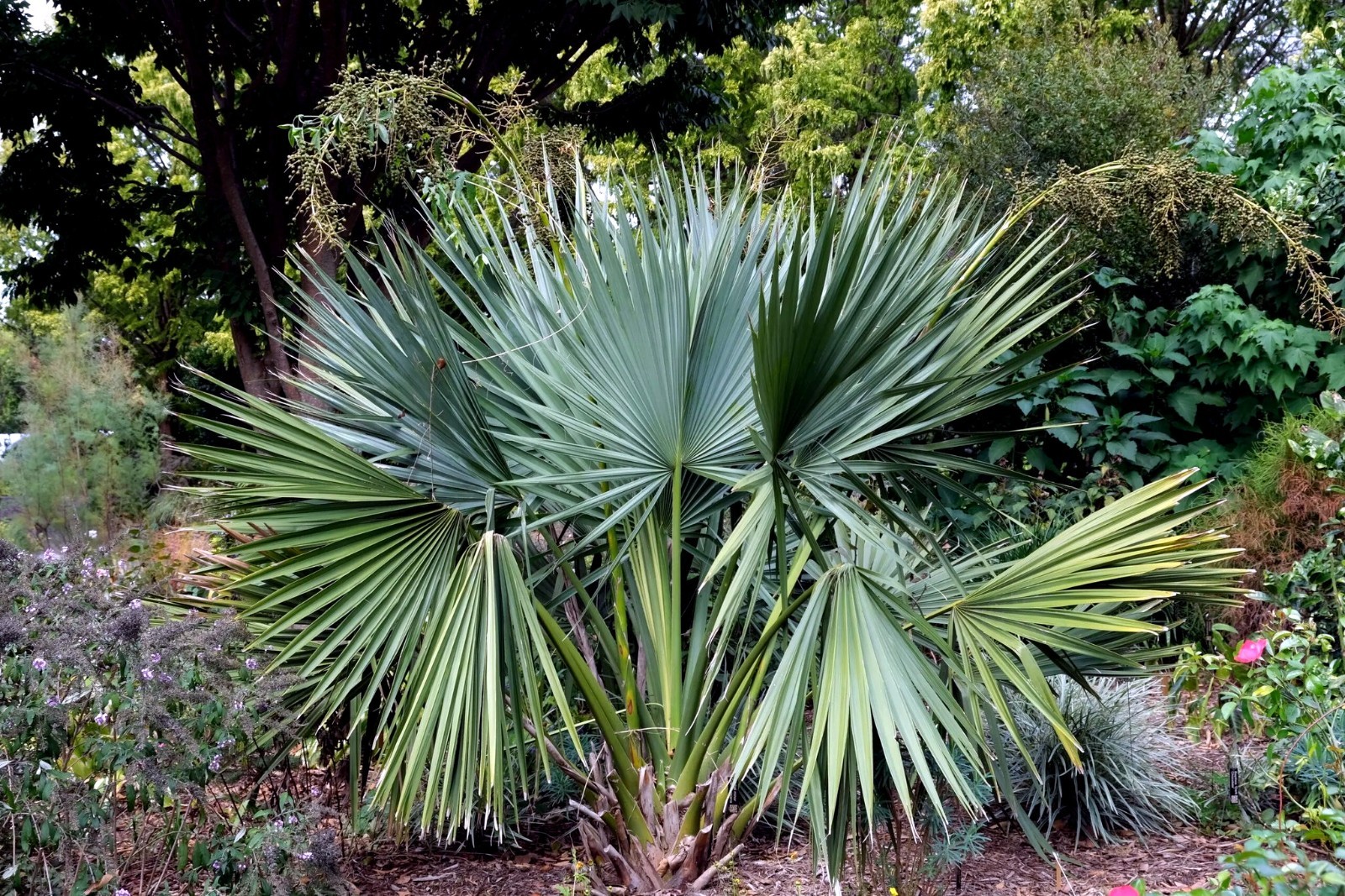 Dwarf Palmetto Palm Tree Seeds (Sabal minor) Cold Hardy Tropical Fan Palm