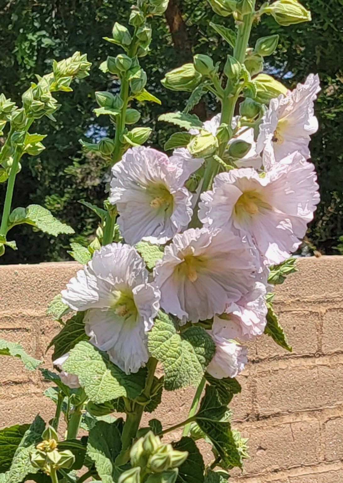 100 HOLLYHOCK  Flower Seeds Tall Beautiful Wildflowers Mystery Mixture Colors