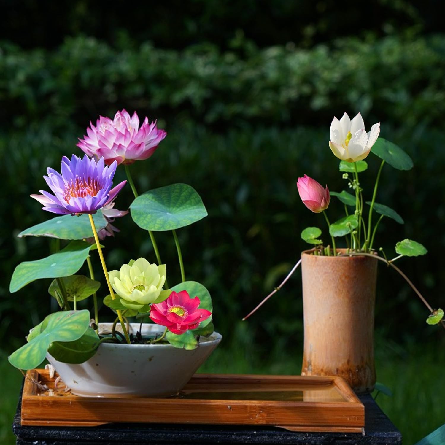 Aquatic Dwarf Lotus Seeds 25 Mixed Colors Pond Lotus Seeds for Sale Bulk Lotus