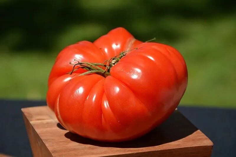 240+ German Johnson Tomato Seeds – Non GMO – Heirloom ——— LARGE