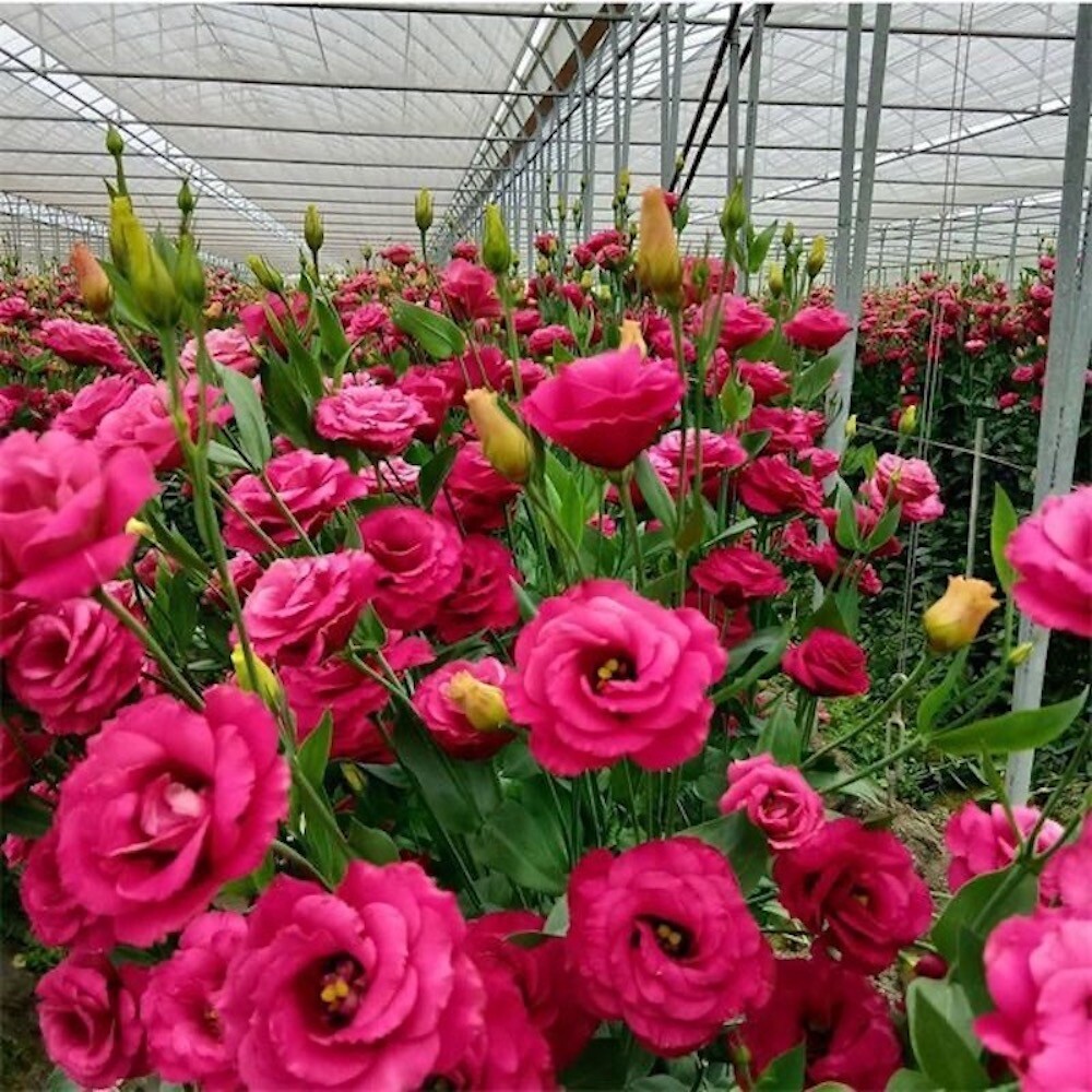20 EXOTIC rare LISIANTHUS SEEDS for garden exotic flower plant beds USA SELLER