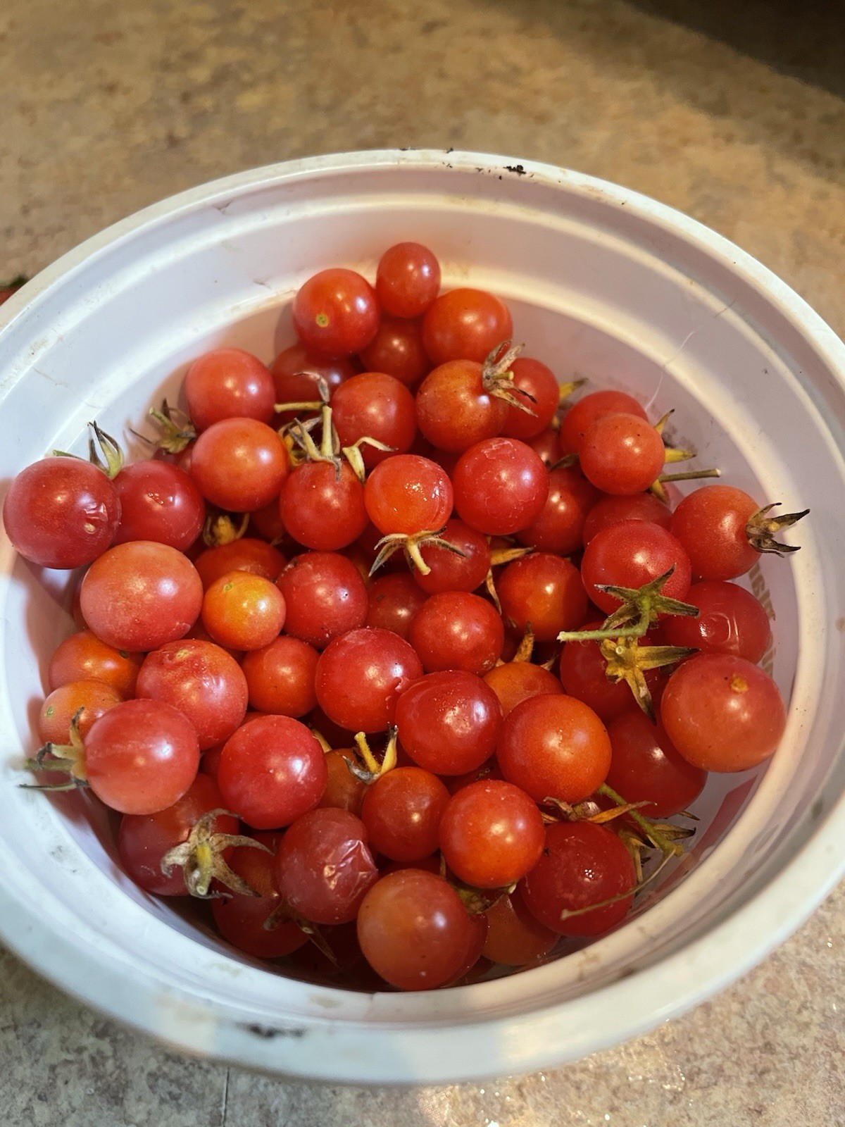 Everglades Cherry Tomato Seeds Fresh, Rare Florida Heirloom