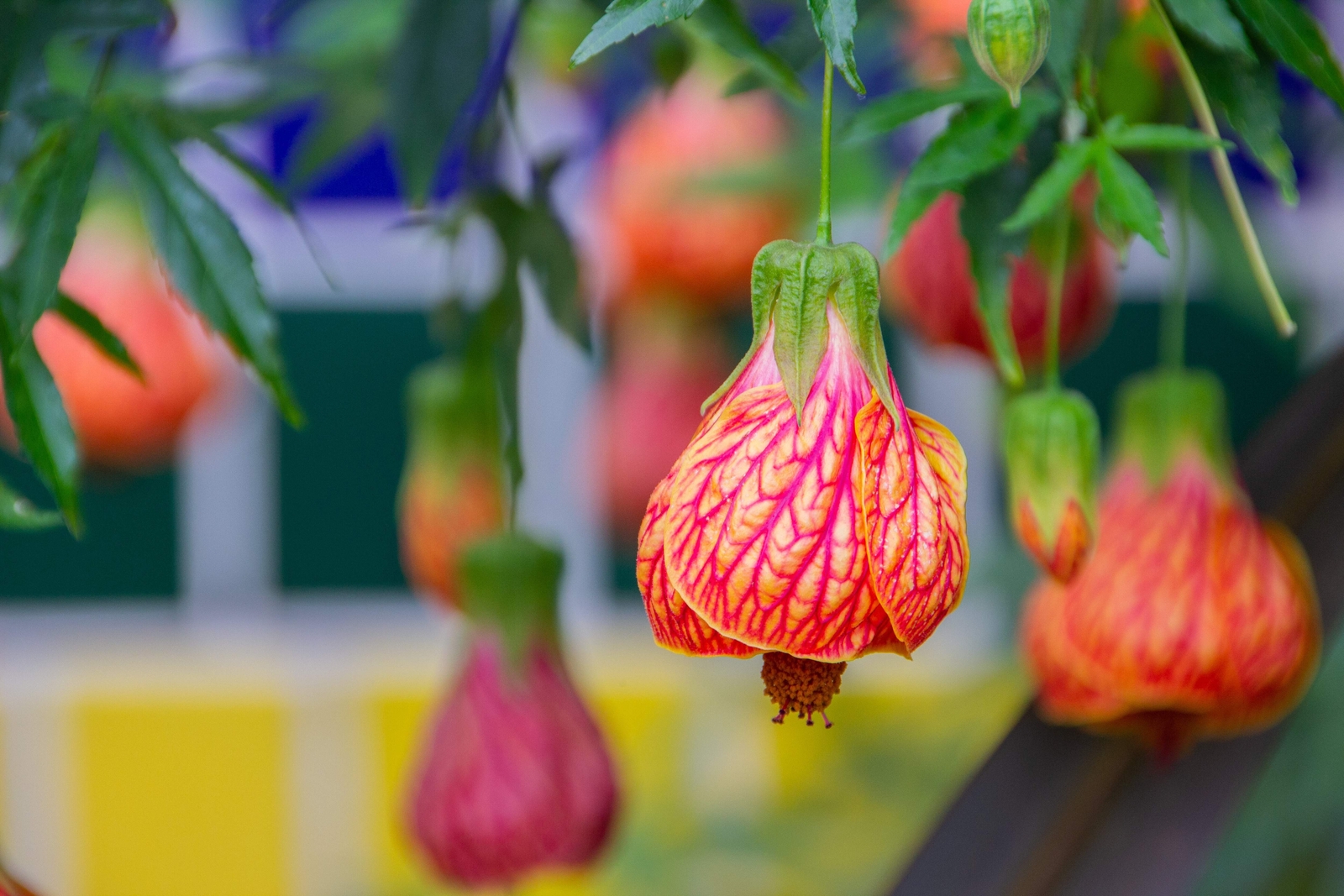 30 Mixed Colors FLOWERING MAPLE Abutilon Hybridum Chinese Bell Flower Tree Seeds
