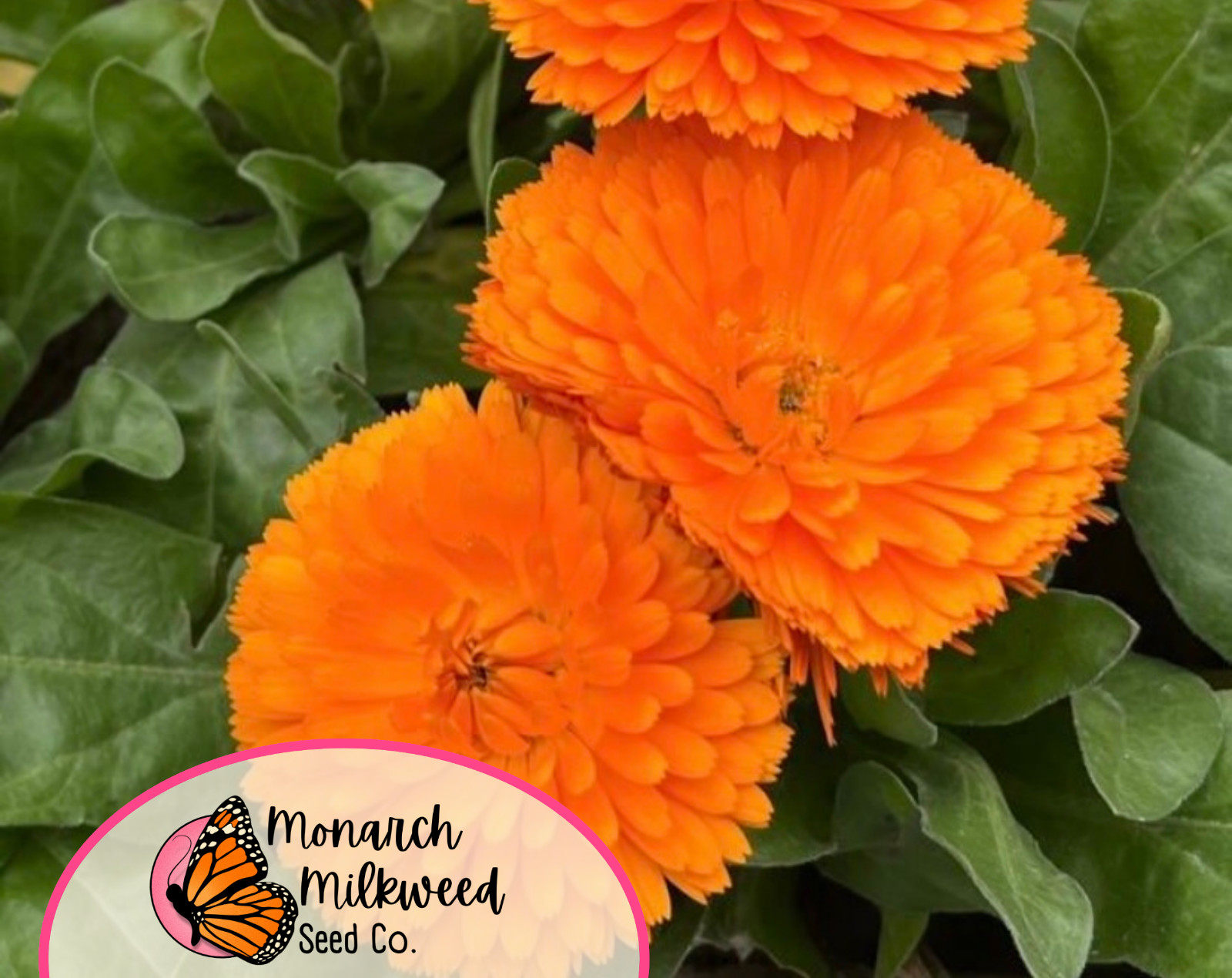 300+ Orange Calendula Seeds | Flower Gardening for Pollinator Bees & Butterflies