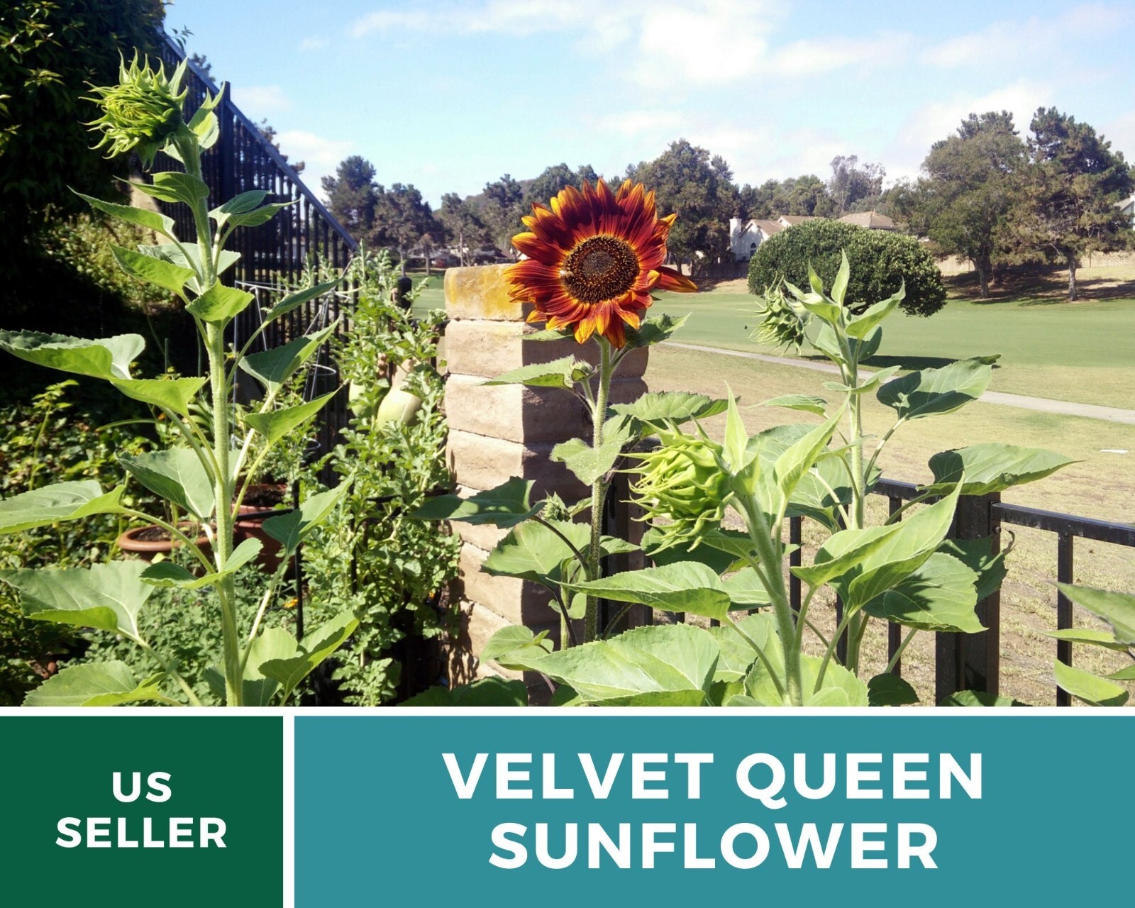 Sunflower, Velvet Queen – Heirloom Seeds – Fall Colors – Helianthus annuus