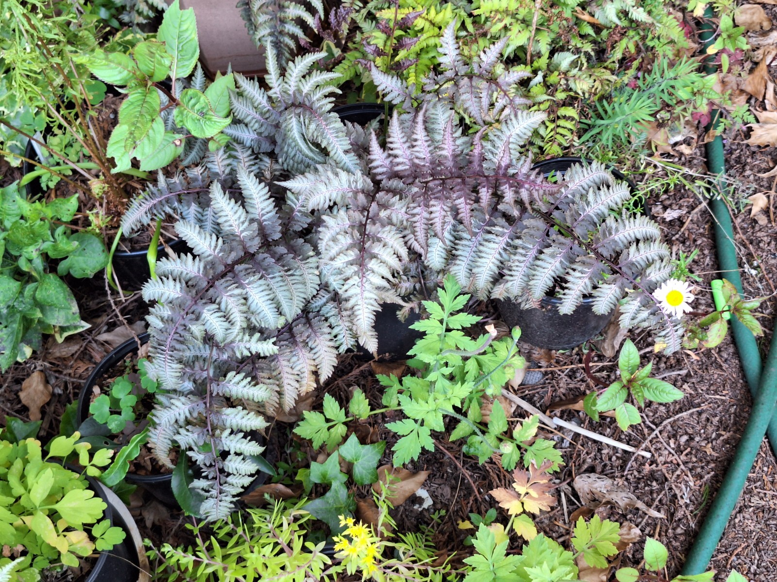 LADY FERN ‘REGAL RED’ 1000 SPORES (SEEDS*) FILIX FEMINA NIPONICUM, COLD HARDY
