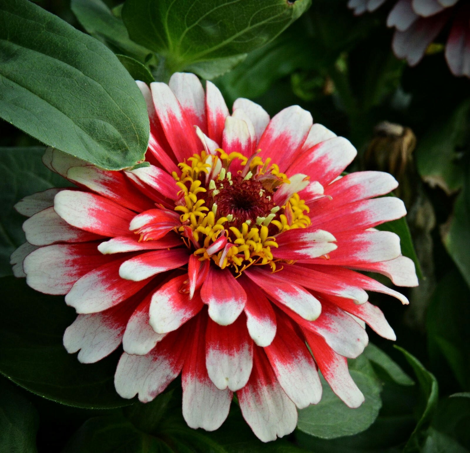 Zinnia elegans Swizzle Cherry and Ivory | 10_Seeds
