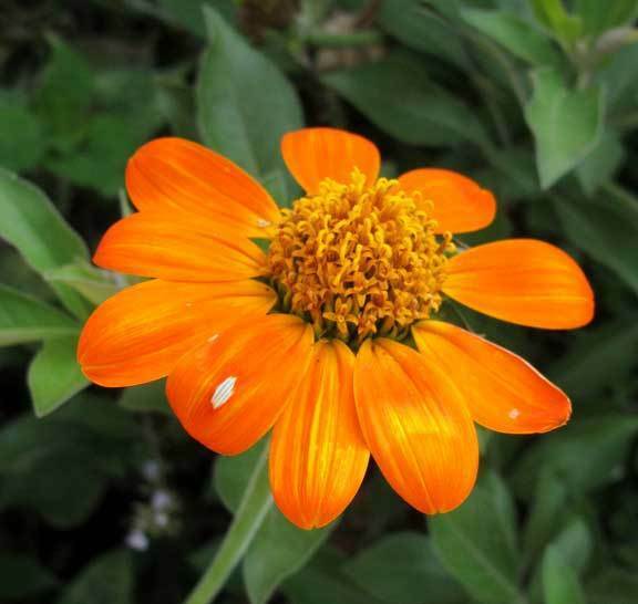 Tithonia rotundifolia | Mexican Sunflower| 100_Seeds