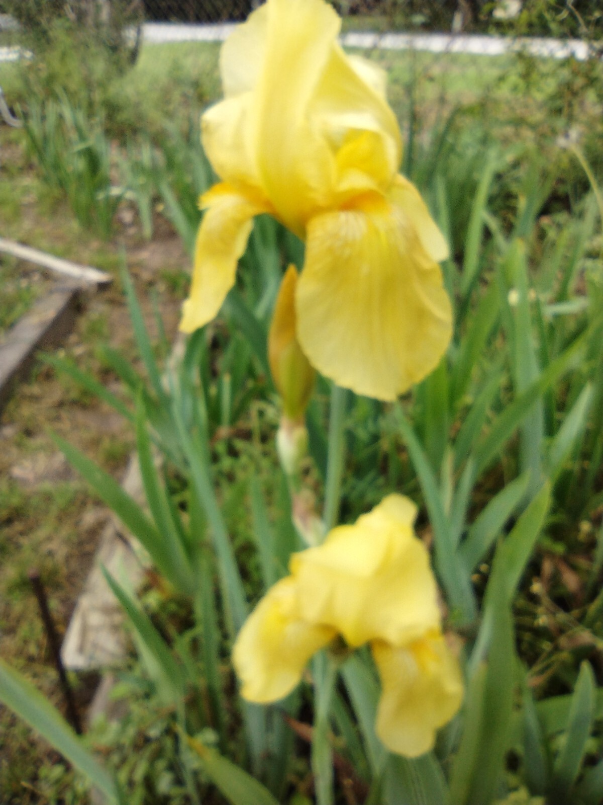 30x Fresh Bearded Iris Rhizomes Mixed Varieties