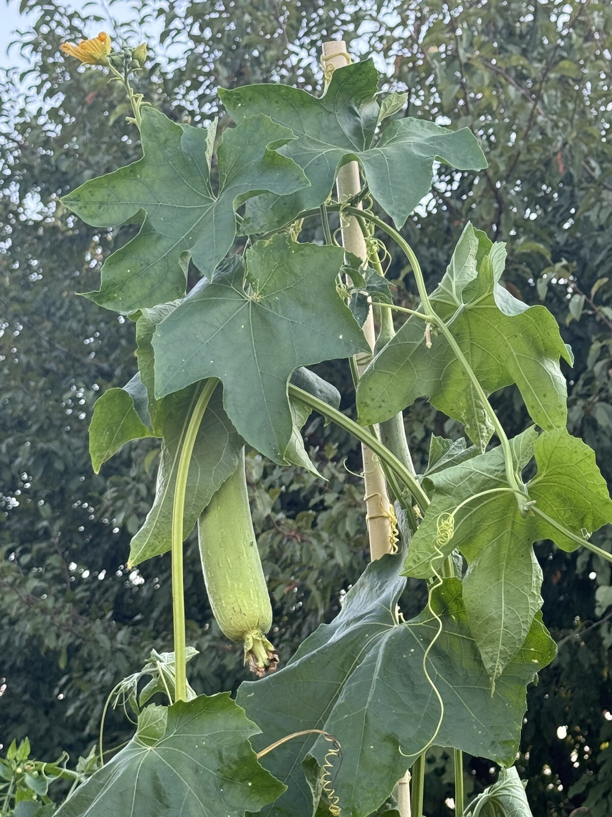 Luffa Sponge Gourd Seeds, Or SIKWA , Vegetable Sponge, Dishcloth Gourd, NON-GMO