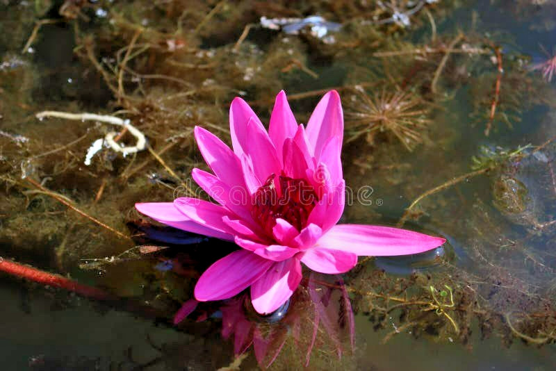 10 HAIRY WATER LILY SEEDS – Nymphaea pubescens