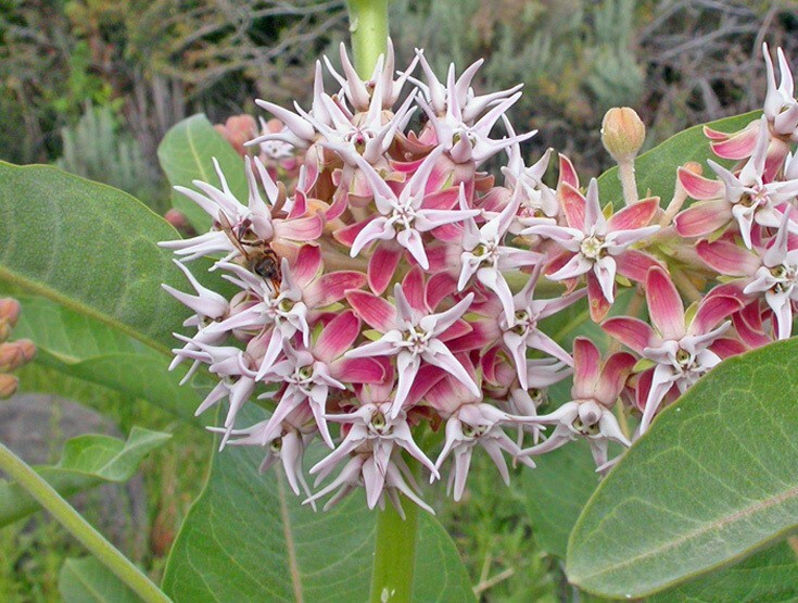100 seeds SHOWY MILKWEED Asclepias attracts butterflies +gift