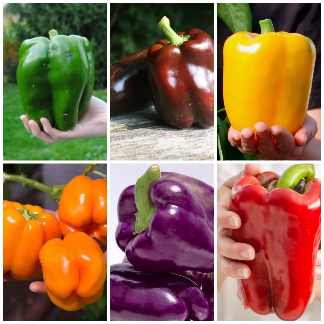300 Seed Ultimate Heirloom Bell Pepper Combo Pack – NonGMO Super Sweet Peppers!!