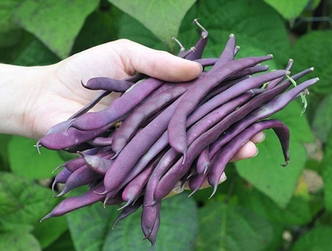 Louisiana Purple Pod Pole Green Bean Seeds 100 Seeds 2024