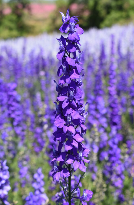 Rocket Larkspur Delphinium NIGHT SKY MIX Blues Pollinators Non-GMO 500 Seeds!