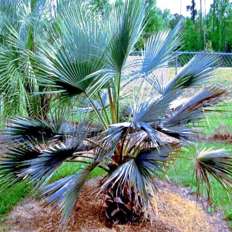 100 Mexican Blue Hesper Fan Palm Tree Seeds Grey Goddess Tropical Cold Hardy!