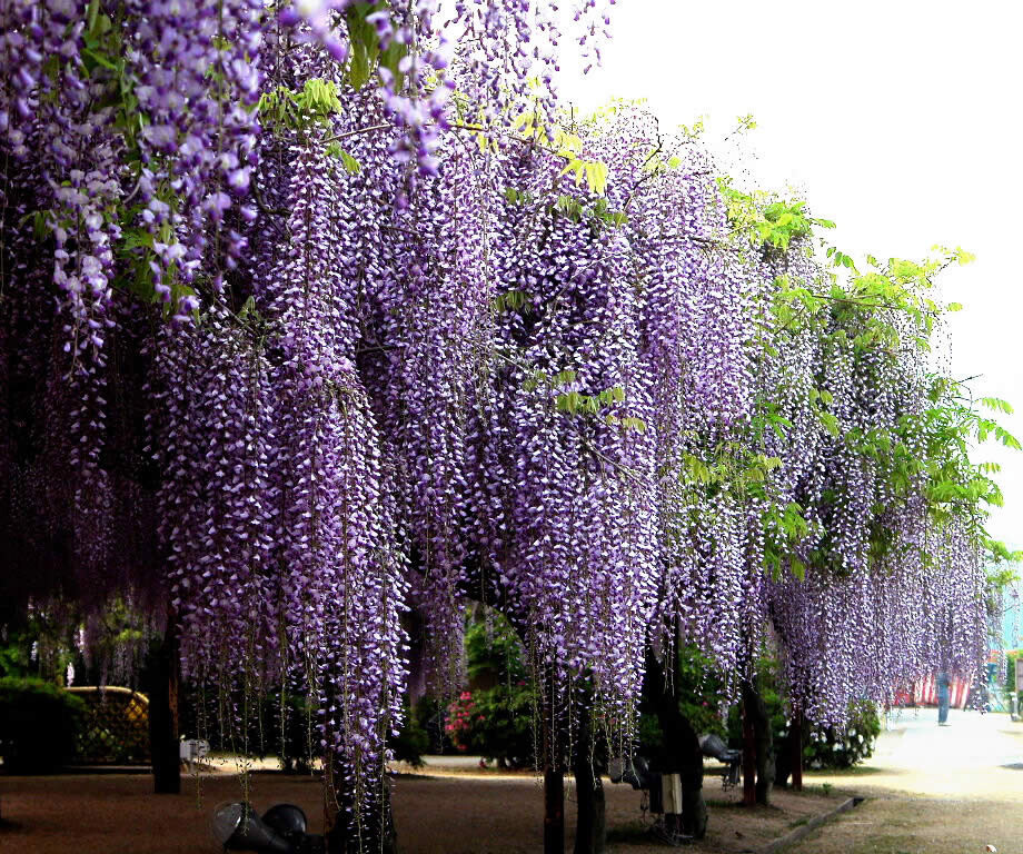 Blue Chinese Wisteria Vine, Wisteria sinensis, Seeds (Fast, Showy, Hardy)