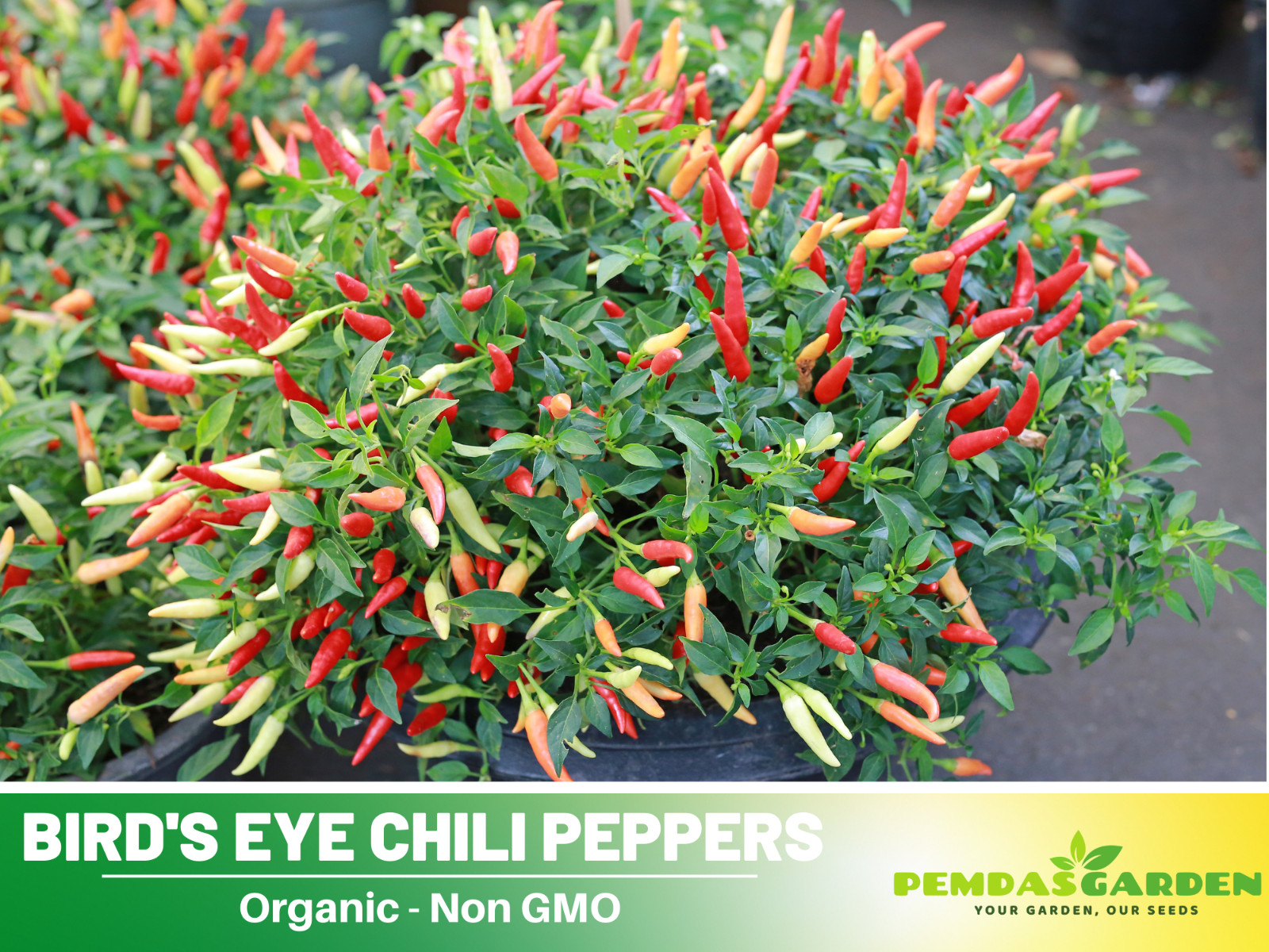 35 Seeds| Bird’s Eye Chili Peppers (Thai) Seeds#6039