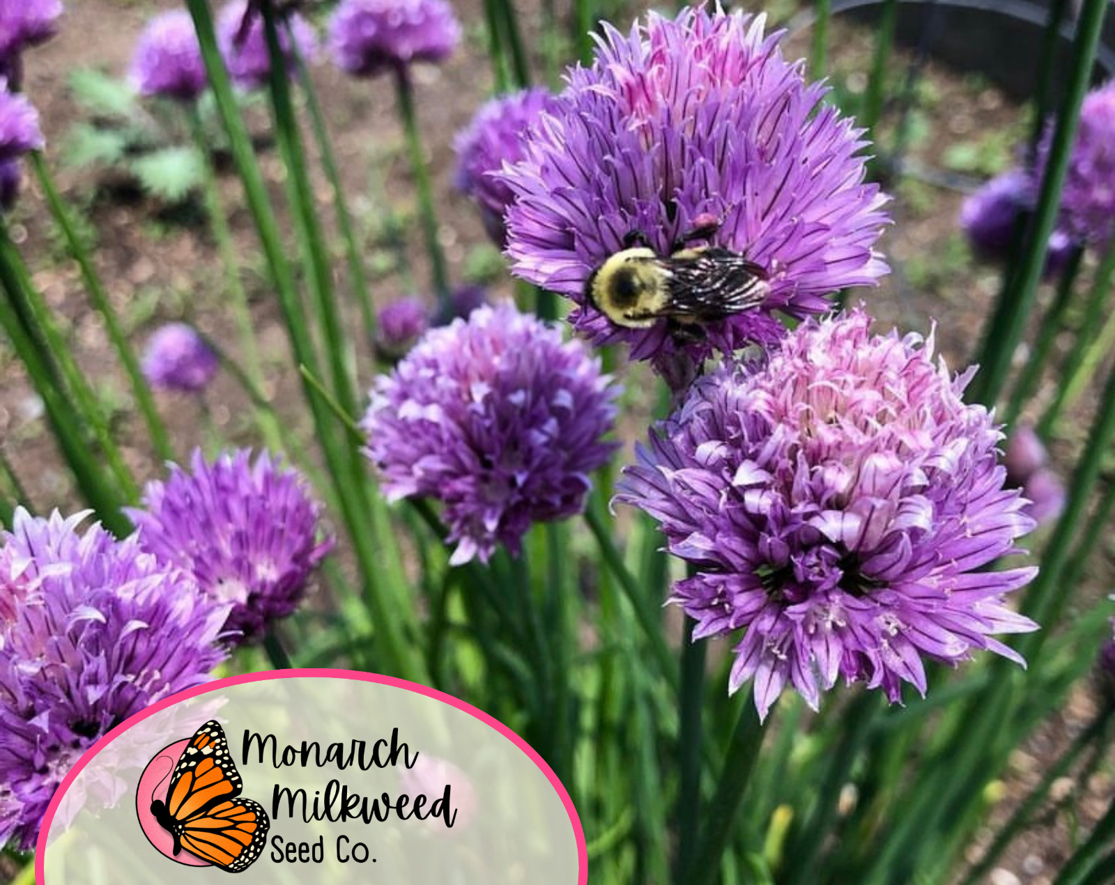 2250+ Common Chive Seeds | Edible Perennial Flowering Herb Plant Seeds Gardening