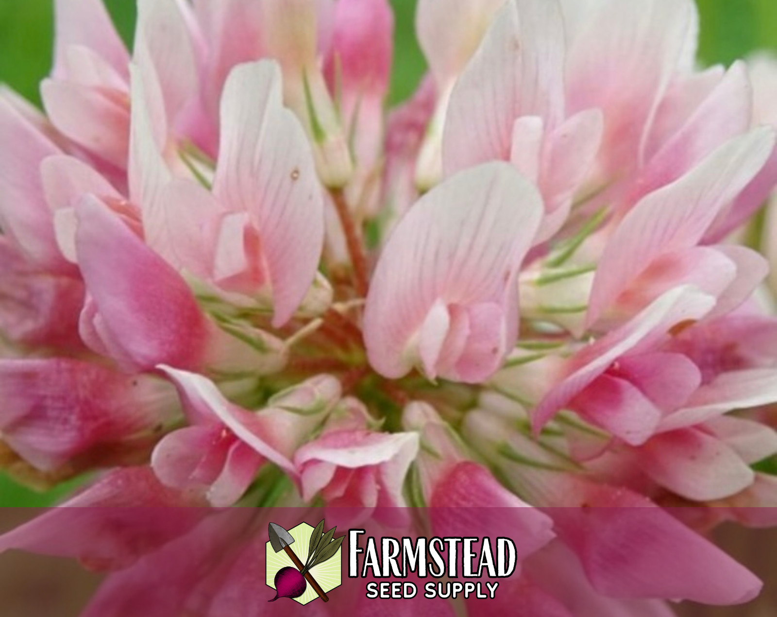 6100+ Alsike Clover Flower Seeds | Wildflower Seed Packet for Pollinators, Bees