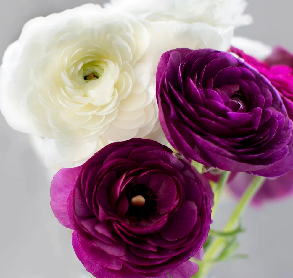 Ranunculus 15 Corms Bulbs 7+ Purple White Mix Peony Rose Garden Wedding Flowers