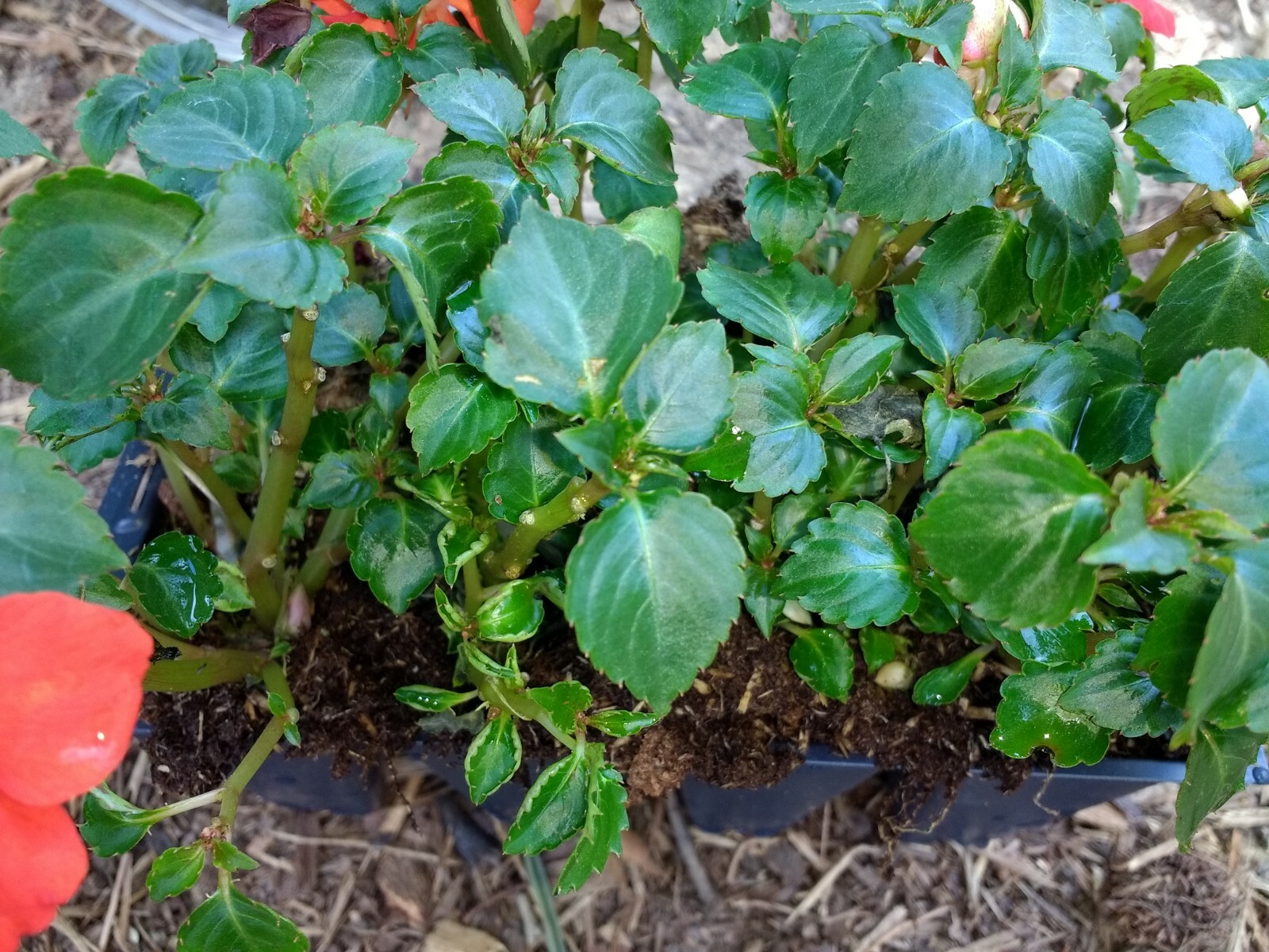 Impatiens annual flowers, BUY 6 GET 6 FREE (Total 2-six packs count plants)