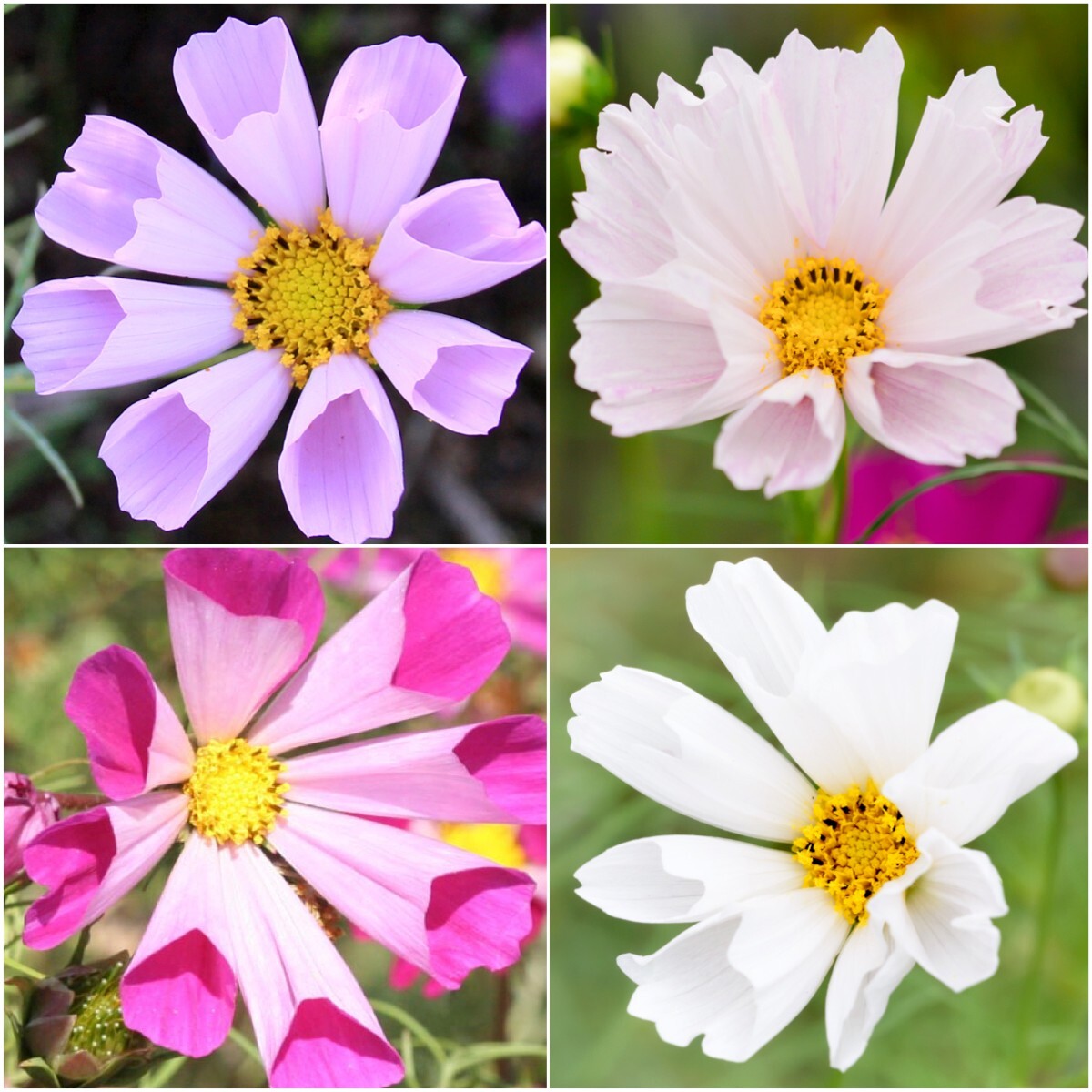 Seed Needs Crazy Cosmos Mix 10+ Varieties NO FILLER – 1/2 LB