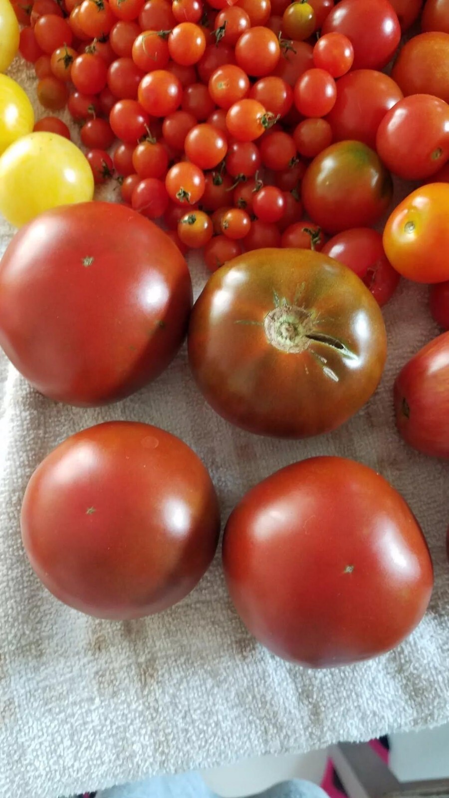 Brown Sugar Tomato Seeds 10 Organic Seeds *Free Shipping*