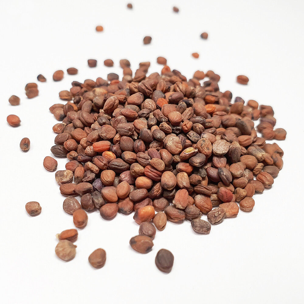 Rambo Radish 2 Ounce Microgreen Sprouting Seeds