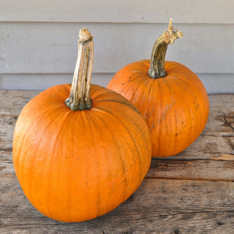 25 SPOOKIE PUMPKIN SEEDS / GREAT FOR CARVING FRESH FOR GARDENS