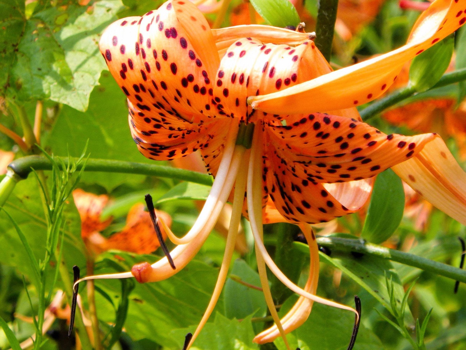 20 Orange TURKS CAP Tiger LILY Lilium Superbum Flower Seeds *Flat S/H