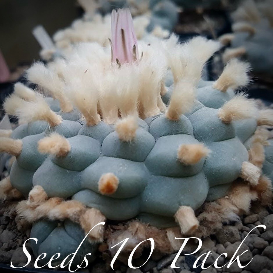 RARE SEEDS (10pk) L0ph…v. “SANDIA EL GRANDE” x10 (Ten) Cactus US SELLER