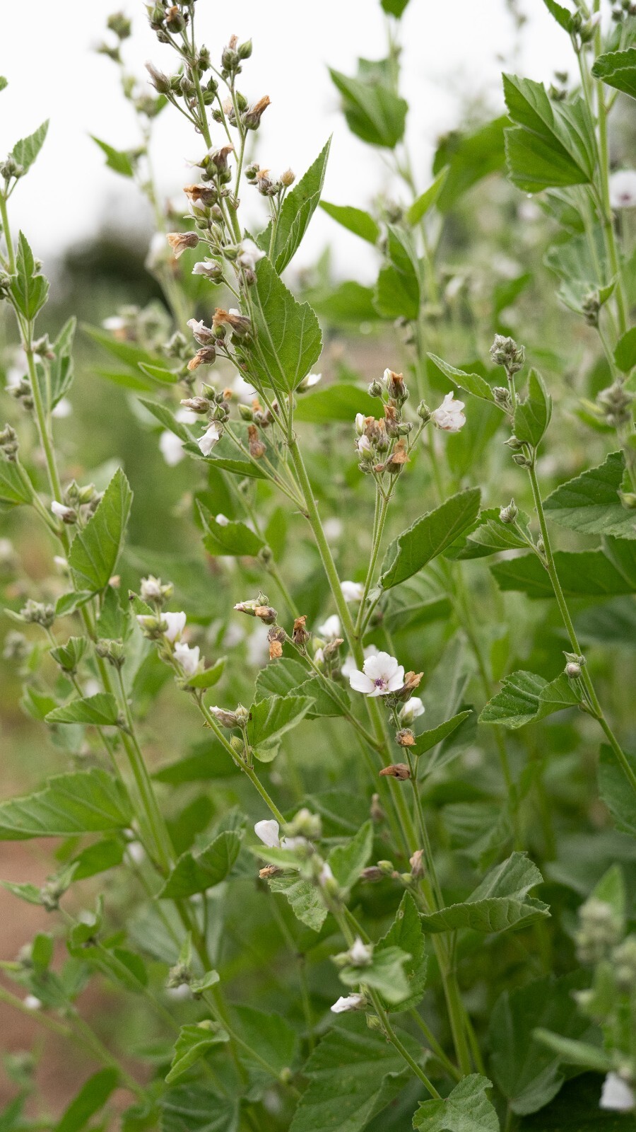 Marshmallow Seeds Althaea BULK SEED SIZES Certified Organic Non-GMO GROWN IN USA
