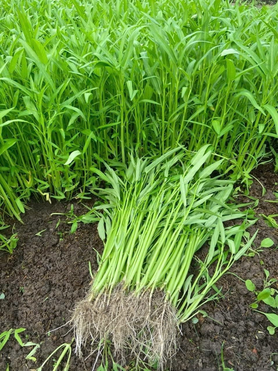 Kolmi Shak Seeds ( 20 Grams ) Water Spinach seeds, Indian Water Spinach