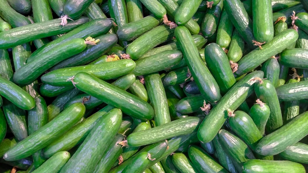 30+ seeds, Cucumber – Muncher, non-GMO, fast growing, open pollinated seed