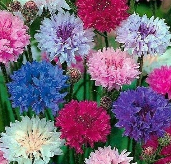 DWARF MIX CORNFLOWER SEEDS 200+ BACHELOR BUTTON FLOWER wildflower Free Shipping