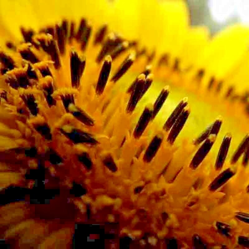 25+ STRIPED SUPER TALL SUNFLOWER GIANT RARE SEEDS MAMMOTH BUTTERFLIES BEES USA