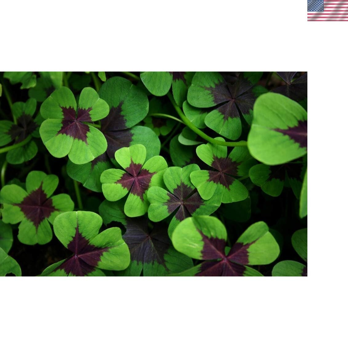 Vibrant Iron Cross Shamrock Bulbs – 10 Fast Growing for Indoors & Outdoors
