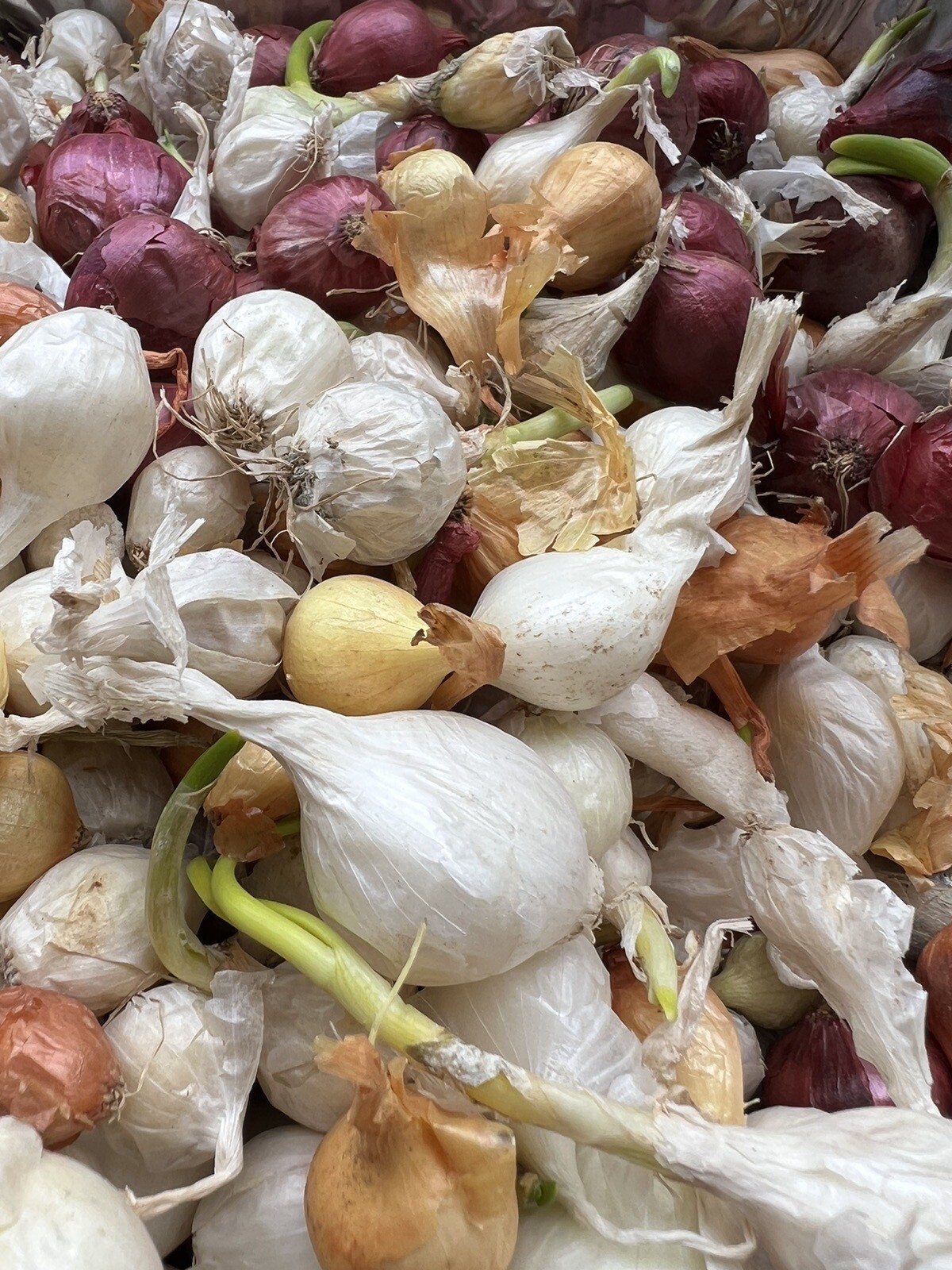 Colors Mixed Onion 35++Sets (Bulbs) | Yellow, Red, White Mix 2023 Free Shipping