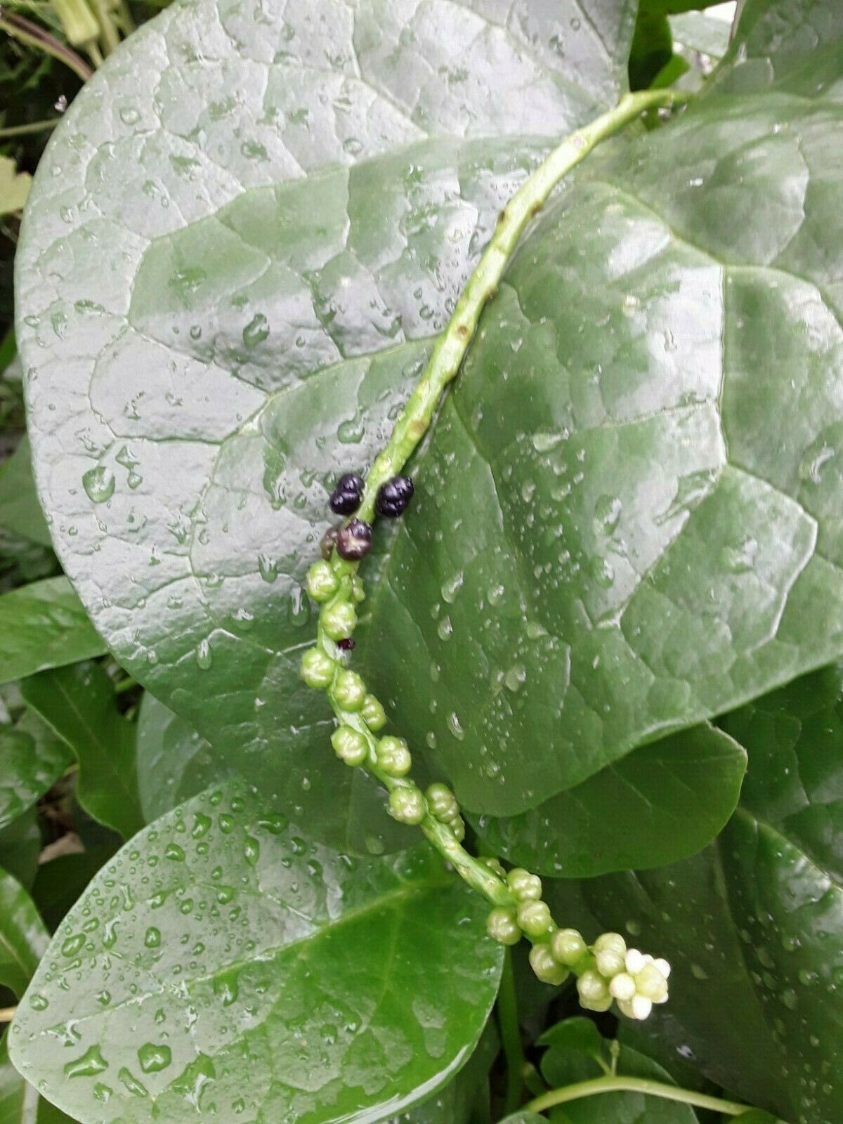 50 Organic Green Stem Malabar Spinach Alugbati Mong Toi Poi Sang Ceylon seeds