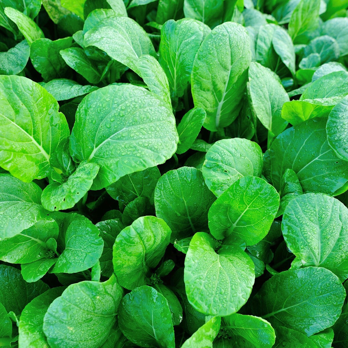 1 Lb Canton Pak Choi Chinese Cabbage Seeds – Everwilde Farms Mylar Seed Packet