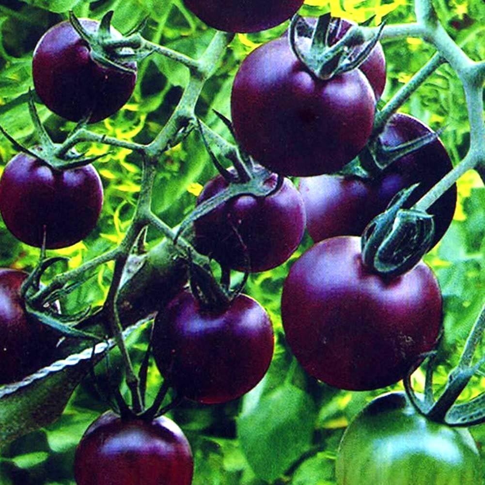 Purple Tomato Seeds 30+ Seeds 6-7oz Indeterminate – 100 Days to Ripen