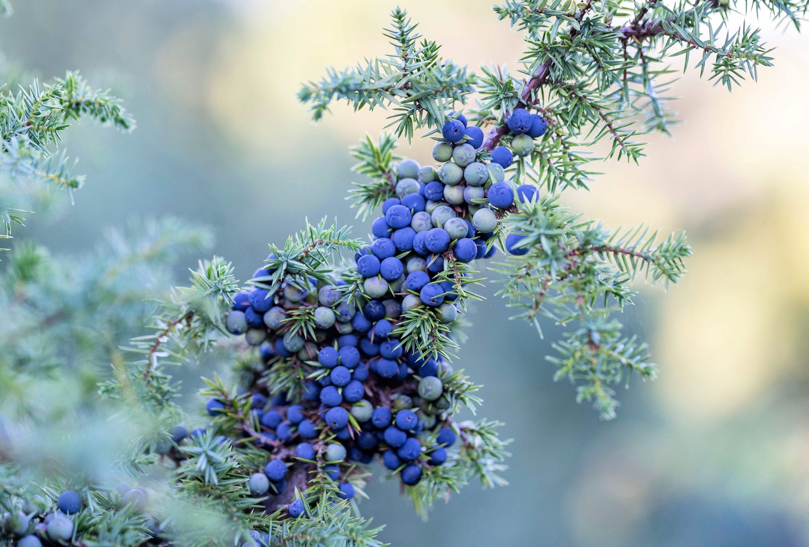 60 Organic Seeds COMMON JUNIPER Juniperus Communis Tree Shrub – 20 Blue Berries