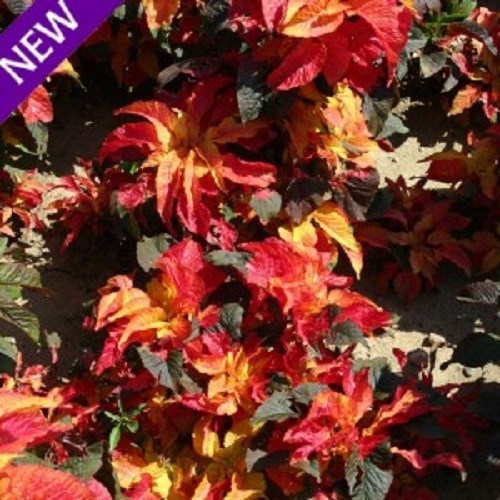 50+ AMARANTHUS GANGETICUS CARNIVAL FLOWER SEEDS ANNUAL MOST COLORFUL