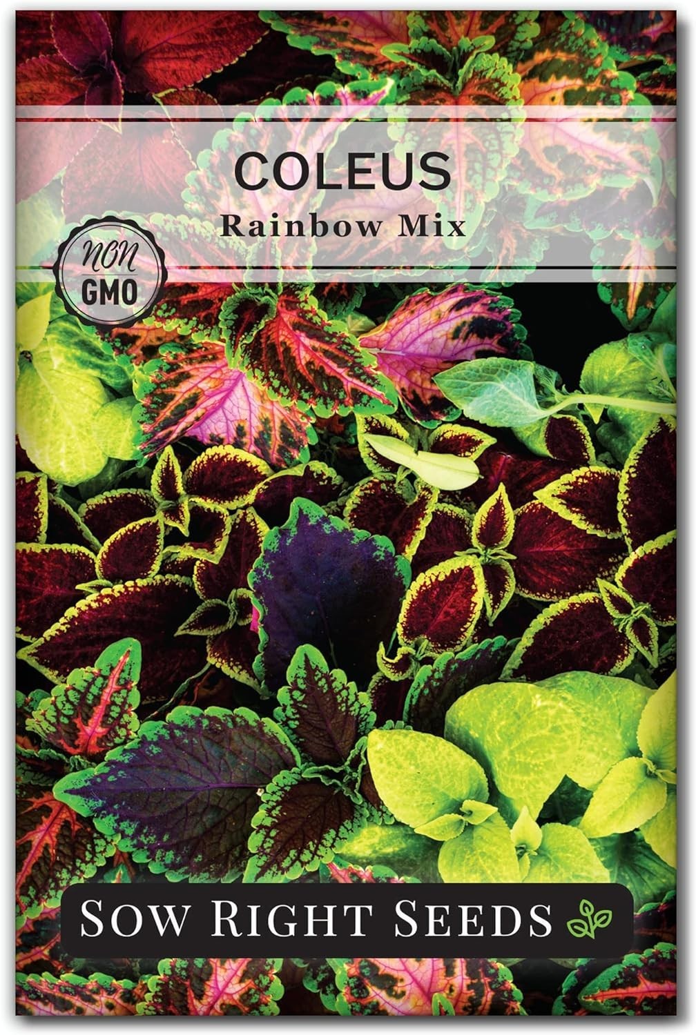 Non-GMO Coleus Seeds – 800 Pack for Indoor/Outdoor Gardening, Easy Care