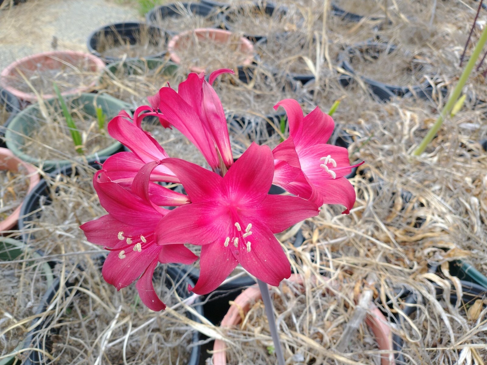 1 Amaryllis Belladonna MAGENTA red ~ Large Bulb bloomed 2021- not Hippeastrum